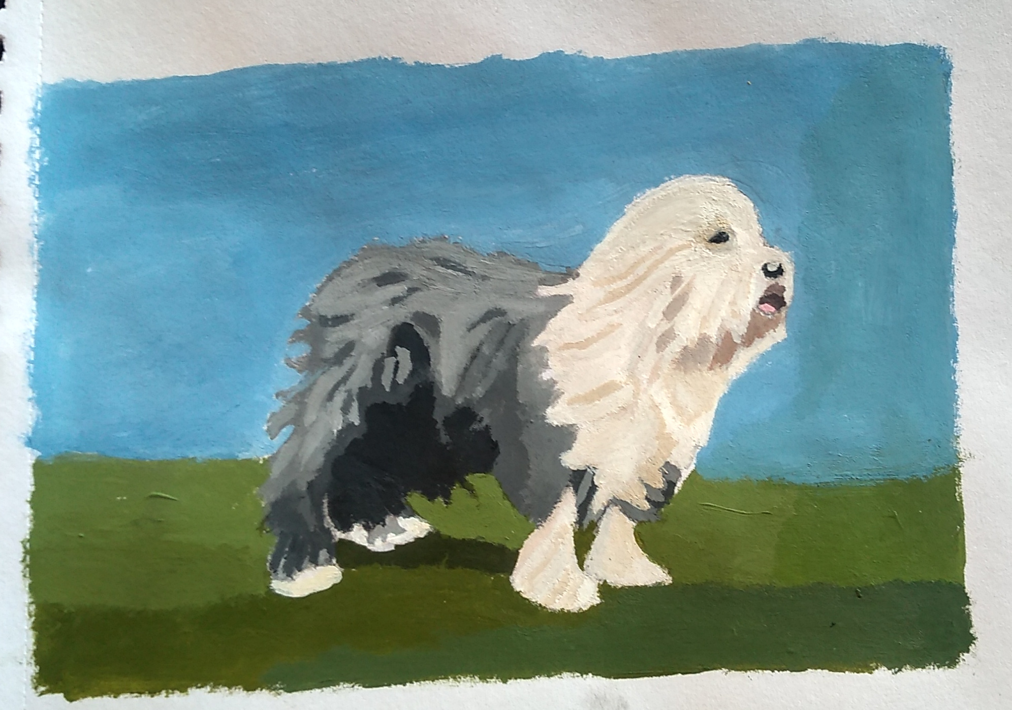 English Sheepdog